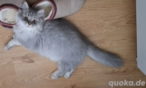 BLH Kätzchen noch eine männliche verfügbar .