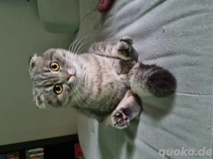 Britischkurzhaar Mix 