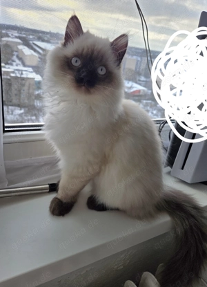 Ragdoll Colorpoint Kater 4 Monate alt