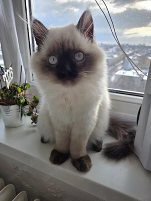 Ragdoll Colorpoint Kater 4 Monate alt