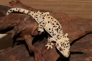 Kronengeckos - Correlophus ciliatus - verschiedene Morphen - Gecko Bild 4