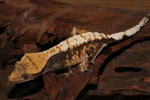 Kronengeckos - Correlophus ciliatus - verschiedene Morphen - Gecko