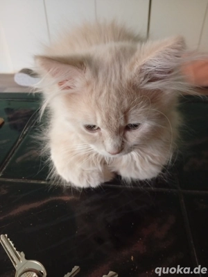 Suche neues Zuhause für meinen lieben kater