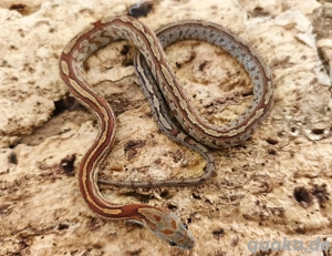 wunderschönes Kornnatterbaby Bloodred Tessera Männchen abzugeben 