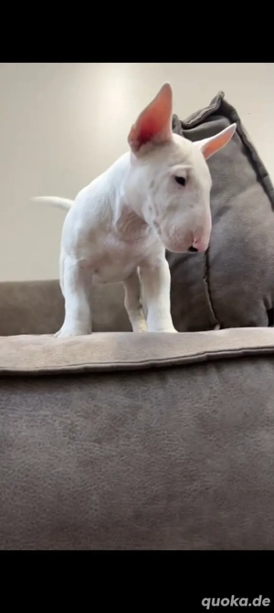 Liebevolle Zuhause für bezaubernde Bullterrier-Welpen gesucht!