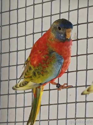 Glanzsittiche Jungvögel 25