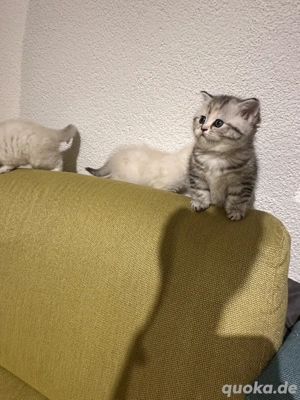 BKH süße Kitten 