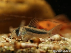 Corydoras sp. CW169 - Hoplisoma cf. axelrodi - Panzerwels - Fisch