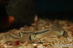 Corydoras sp. CW169 - Hoplisoma cf. axelrodi - Panzerwels - Fisch Bild 2