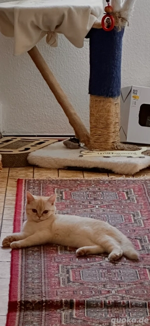 BKH Katze Reinrassig 