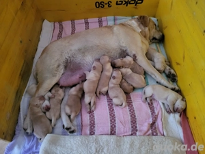 reinrassige labradorwelpen