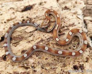 wunderschönes Kornatterbaby Hypo Toffey Motley Männchen abzugeben 