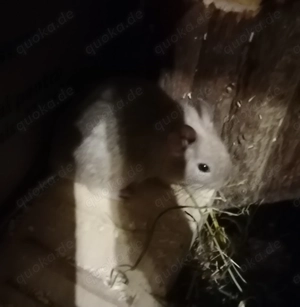 Degu weiblich sucht neue Gruppe 