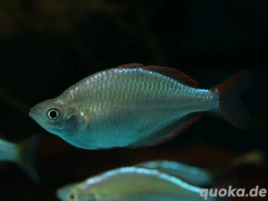 Melanotaenia praecox - Diamantregenbogenfisch
