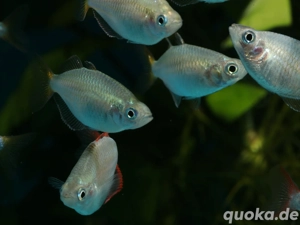 Melanotaenia praecox - Diamantregenbogenfisch Bild 2