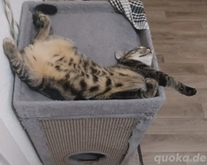 Mischlingskater kastriert