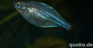 Melanotaenia praecox - Diamantregenbogenfisch Bild 4
