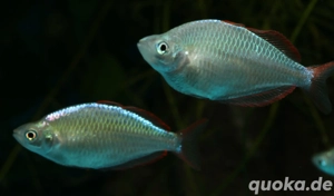 Melanotaenia praecox - Diamantregenbogenfisch Bild 3