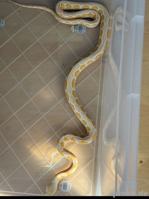 Netzpython Albino motley sunfire  weibchen Bild 2
