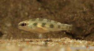 Dicrossus filamentosus - Schachbrettcichlide - Zwergbuntbarsch Bild 4