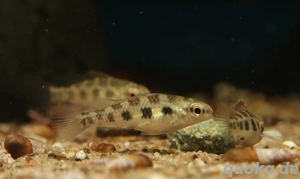 Dicrossus filamentosus - Schachbrettcichlide - Zwergbuntbarsch Bild 5