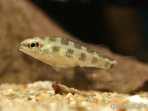 Dicrossus filamentosus - Schachbrettcichlide - Zwergbuntbarsch