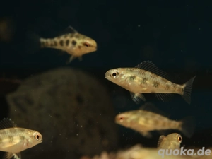 Dicrossus filamentosus - Schachbrettcichlide - Zwergbuntbarsch Bild 2