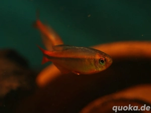 Hyphessobrycon myrmex - Ameisensalmler - Minifisch - Aquarium