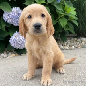 Golden-Retriever-Welpen WhatsApp: (15510055069)