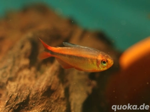 Hyphessobrycon myrmex - Ameisensalmler - Minifisch - Aquarium Bild 5