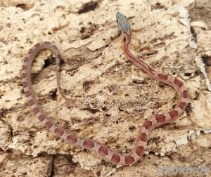 wunderschönes Kornnatterbaby Männchen Sunkissed Bloodred Motley abzugeben