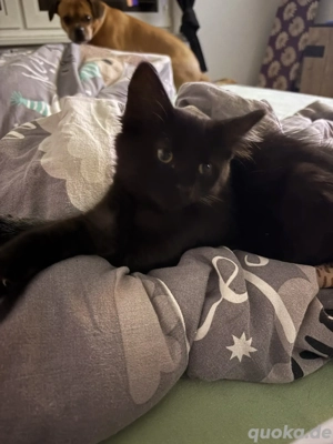 Hauskatze und Main Coon