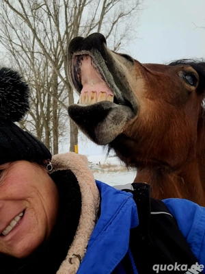 schöne Kleinpferd Stute Bild 2