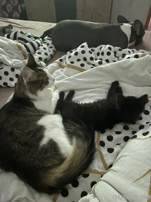 Hauskatze und Main Coon