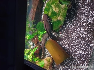 Axolotl abzugeben