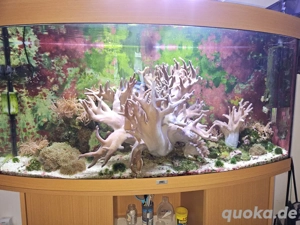 Auflösung Meerwasseraquarium 