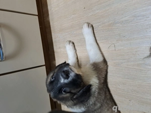 Kaukasischer owtscharka Schäferhund 