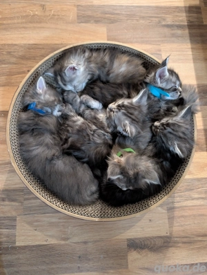 Maine coon kater in blau taby