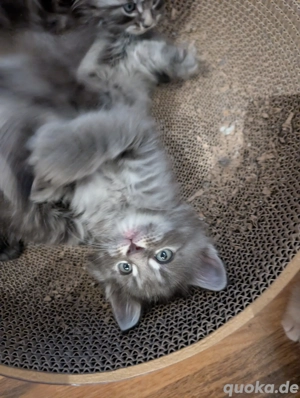 Maine coon kater in blau taby