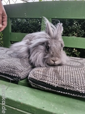Kaninchen  Löwenköpfchen  Farbenzwerge 
