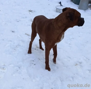 Deckrüde Boxer 
