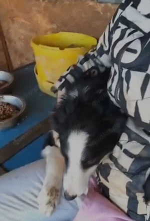 Kleinbleibende Border Collie Mix Hündin 10Mon 10kg 40cm Ausreise BUNDESWEIT nach ADOPTION Bild 5