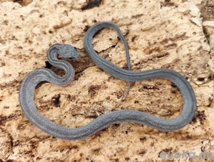 wunderschönes Kornnatterbaby Granite Tessera Motley Männchen abzugeben 