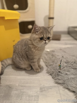 Exotic Shorthair  Geschwister