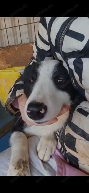 Kleinbleibende Border Collie Mix Hündin 10Mon 10kg 40cm Ausreise BUNDESWEIT nach ADOPTION Bild 6