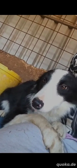 Kleinbleibende Border Collie Mix Hündin 10Mon 10kg 40cm Ausreise BUNDESWEIT nach ADOPTION Bild 8