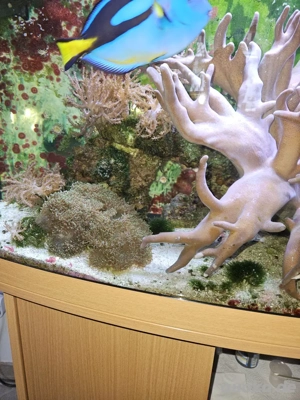 Auflösung Meerwasseraquarium  Bild 2