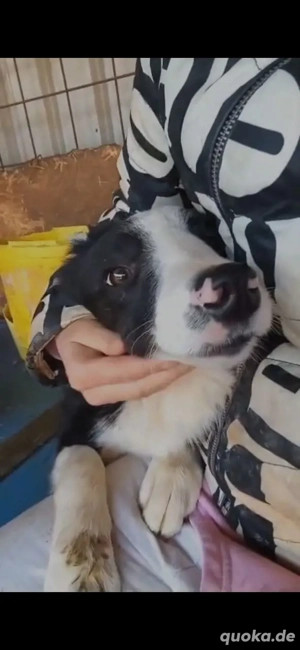 Kleinbleibende Border Collie Mix Hündin 9Mon 10kg 40cm Ausreise BUNDESWEIT nach ADOPTION