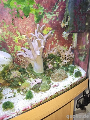 Auflösung Meerwasseraquarium  Bild 3