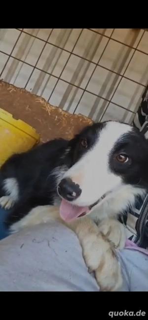 Kleinbleibende Border Collie Mix Hündin 10Mon 10kg 40cm Ausreise BUNDESWEIT nach ADOPTION